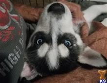 siberian husky puppy posted by EmmieRay