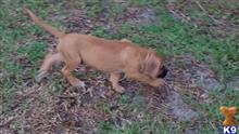 mastiff puppy posted by EnglishCreekMastiffs