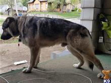 German Shepherd