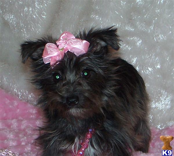 Poodle Puppy for Sale Yorkie Sold 13 Years old