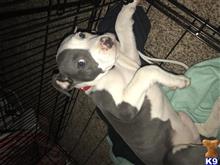 American Pit Bull