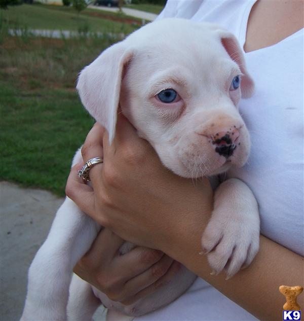 Blue Eyed Beauty CKC Registered White Female Boxer
