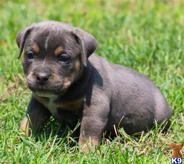 pitbull puppies for sale in ms american pit bull puppy for sale ms charmer blue tri bully 4 pitbull puppies for sale in ms american pit bull puppy for sale ms charmer blue tri bully 4