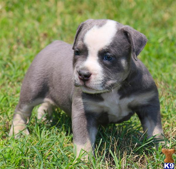 pitbull puppies for sale in ms american pit bull puppy for sale ms dreamer blue tri bully 4 pitbull puppies for sale in ms american pit bull puppy for sale ms dreamer blue tri bully 4