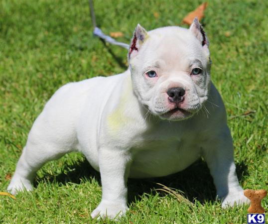 solid white pitbull puppies for sale american pit bull puppy for sale iceman solid white pocket bull solid white pitbull puppies for sale american pit bull puppy for sale iceman solid white pocket bull