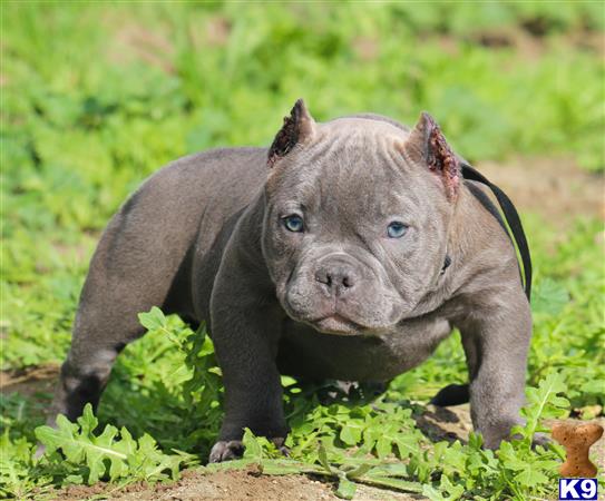 micro pitbull puppies for sale american pit bull puppy for sale micro pocket bully av micro pitbull puppies for sale american pit bull puppy for sale micro pocket bully av