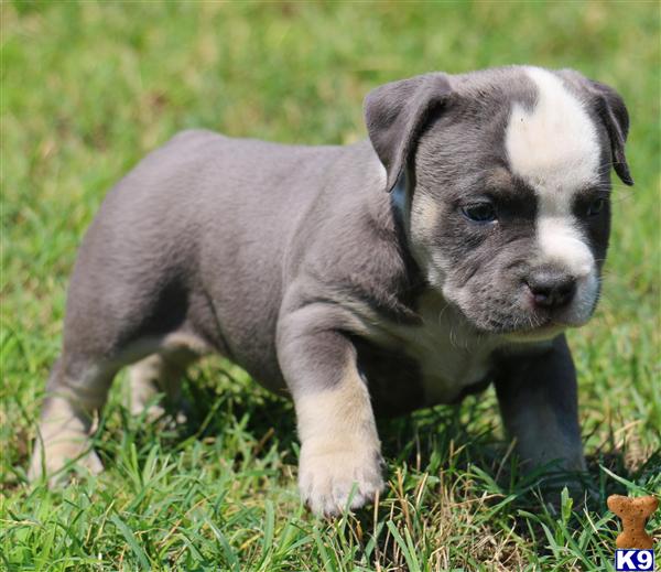 pitbull puppies for sale in ms american pit bull puppy for sale ms dreamer blue tri bully 4 pitbull puppies for sale in ms american pit bull puppy for sale ms dreamer blue tri bully 4