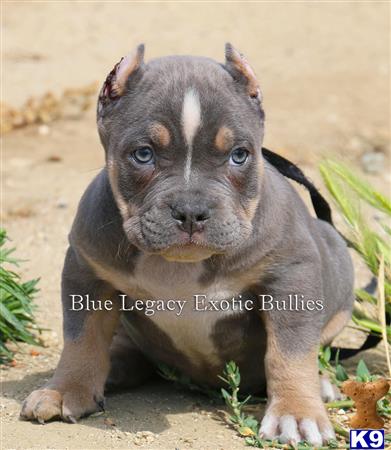 chagne pitbull puppies chagne tri color pitbull puppies for sale 28 images iduu963pav pitbulls for sale chagne pitbull puppies chagne tri color pitbull puppies for sale 28 images iduu963pav pitbulls for sale
