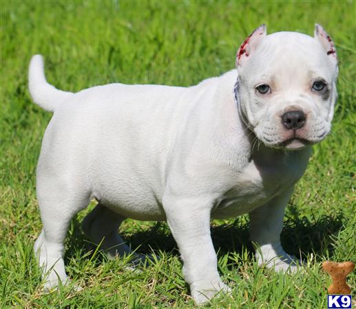 solid white pitbull puppies for sale american pit bull puppy for sale powder solid white pocket bu solid white pitbull puppies for sale american pit bull puppy for sale powder solid white pocket bu