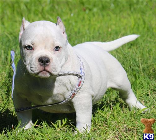 solid white pitbull puppies for sale american pit bull puppy for sale way solid white pocket solid white pitbull puppies for sale american pit bull puppy for sale way solid white pocket