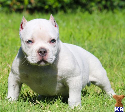 solid white pitbull puppies for sale american pit bull puppy for sale cold solid white pocket 17 solid white pitbull puppies for sale american pit bull puppy for sale cold solid white pocket 17