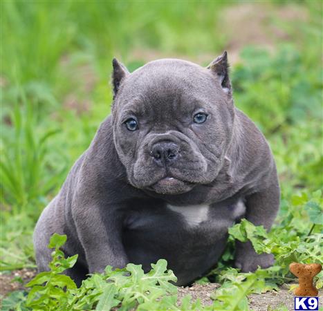 micro pitbull puppies for sale american pit bull puppy for sale karma micro pocket bully micro pitbull puppies for sale american pit bull puppy for sale karma micro pocket bully