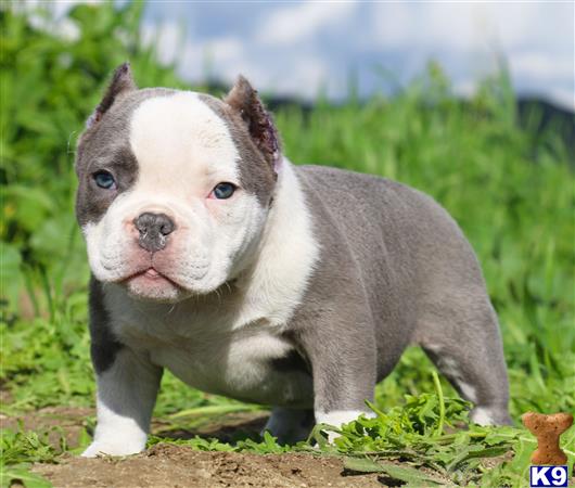 micro pitbull puppies for sale american pit bull puppy for sale caspere micro pocket bully micro pitbull puppies for sale american pit bull puppy for sale caspere micro pocket bully