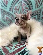 french bulldog puppy posted by ExoticPupps1