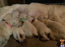 golden retriever puppy posted by ExoticPupps1