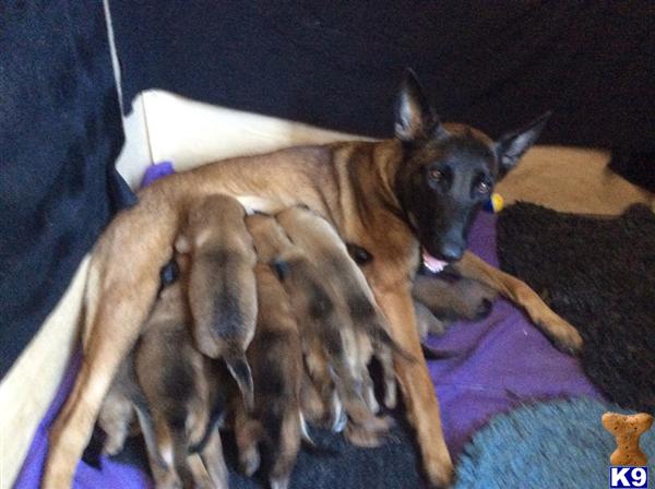 belgian malinois puppy posted by FAMLANDCO