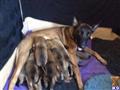 belgian malinois puppy posted by FAMLANDCO