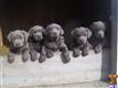 labrador retriever puppy posted by FOGGVILLE