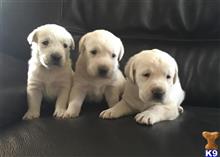 labrador retriever puppy posted by FOGGVILLE