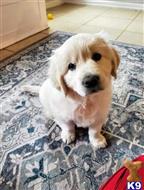 golden retriever puppy posted by FadedAsh