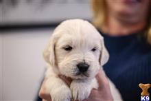 golden retriever puppy posted by FadedAsh