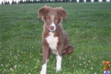 Buster available Border Collie puppy located in TERRE HIL