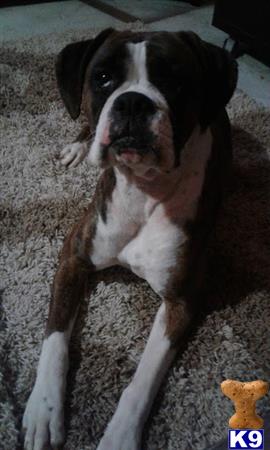 Boxer