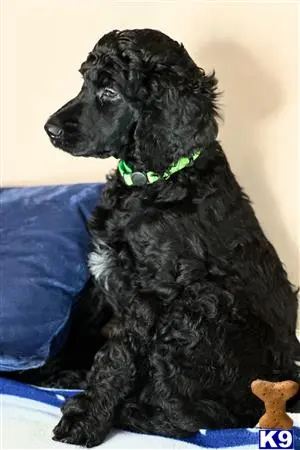 Poodle puppy for sale