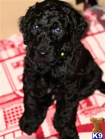 Poodle puppy for sale