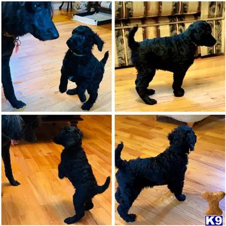 Poodle puppy for sale