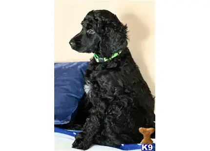 Green Boy available Poodle puppy located in Hickory