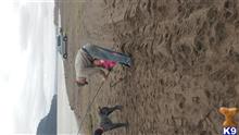 Steel available German Shorthaired Pointer puppy located in CLATSKANIE