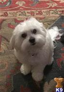 Ziggy available Maltese puppy located in GLEN ALLEN