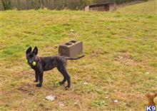 dutch shepherd puppy posted by FijneDromen