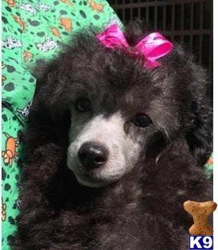 poodle puppy posted by Filigreepoodles