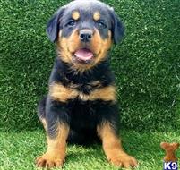 rottweiler puppy posted by Fillip7458