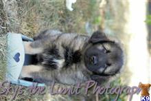 caucasian mountain dog puppy posted by Focuz