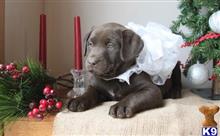labrador retriever puppy posted by Forrest125