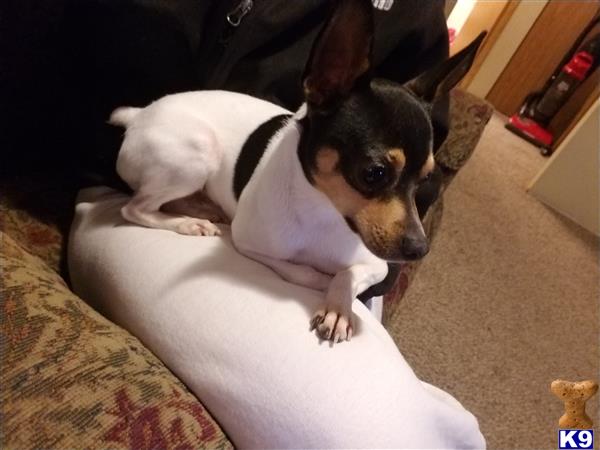 Toy Fox Terrier stud dog