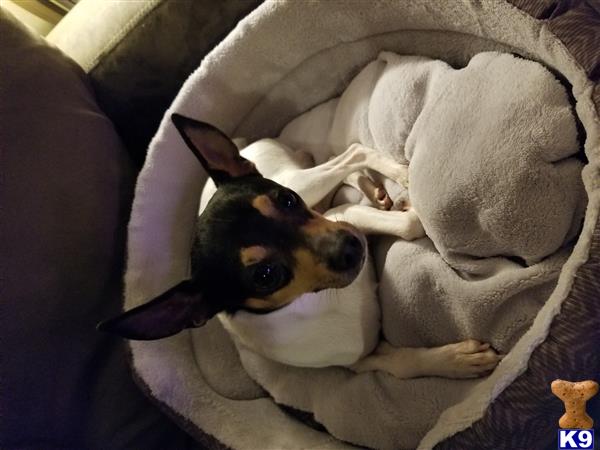 Toy Fox Terrier stud dog