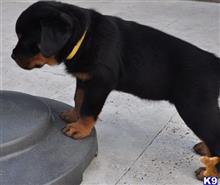rottweiler puppy posted by Frank74520