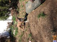 Staffordshire Bull Terrier