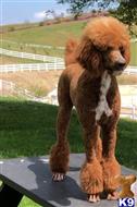 Django available Poodle puppy located in DANA POINT