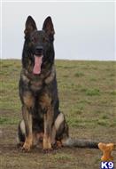 German Shepherd
