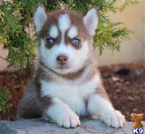 siberian husky puppy posted by Fyllo745