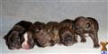 french bulldog puppy posted by GBRFrenchies