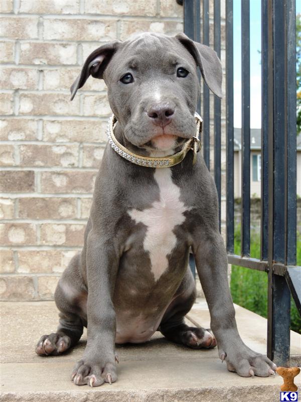 how did pitbulls get their reputation essay Ten facts about pit bulls every one should know 1 pit bulls are commonly used as therapy dogs whether they are visiting a senior care facility or helping someone. how did pitbulls get their reputation essay Ten facts about pit bulls every one should know 1 pit bulls are commonly used as therapy dogs whether they are visiting a senior care facility or helping someone.