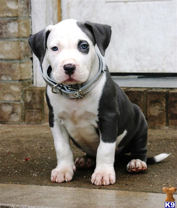 White Blue Nose Pitbull With Blue Eyes