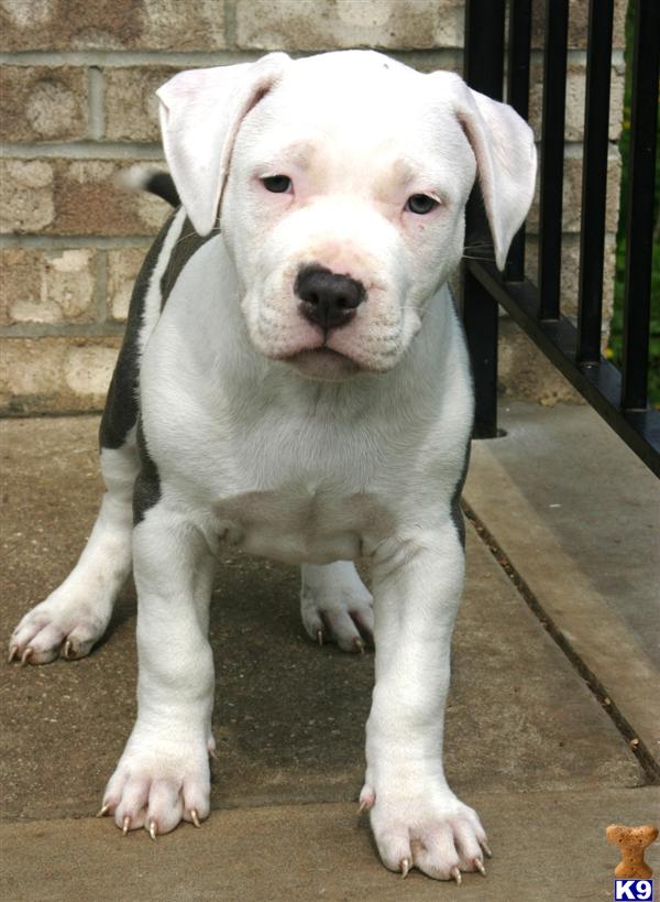 free pitbull puppies nj bull puppies new jersey nj pitbulls for sale or blue nose pitbull breeds picture free pitbull puppies nj bull puppies new jersey nj pitbulls for sale or blue nose pitbull breeds picture