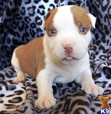 blue nose pitbull puppies for sale in nj blue nose pitbull puppies for sale in nj breeds picture blue nose pitbull puppies for sale in nj blue nose pitbull puppies for sale in nj breeds picture